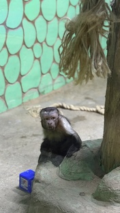 Дружба с капуцинами