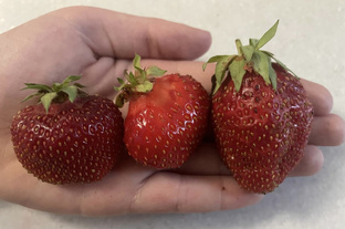 Клубника 🍓 