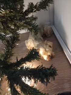 Новогодние каникулы 2025