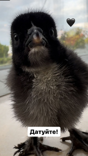 Братья наши меньшие 