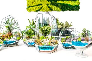 Онлайн курс «Флорариумы как хобби и прибыльный бизнес»