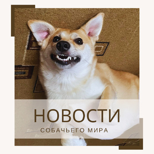 Новости собачьего мира