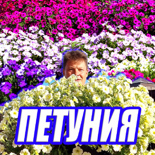 ПЕТУНИЯ