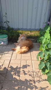 Газ в дом - тепло в нём.