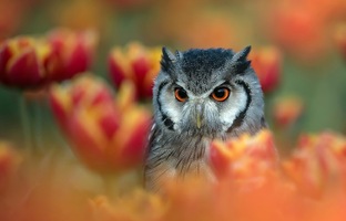 Красота. Природа. Животные. Цветы. Милота.