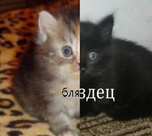 Последний танец с реальностью 