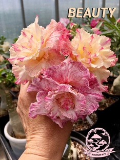 Заметки по выращиванию