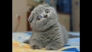 Наши любимые шкодники