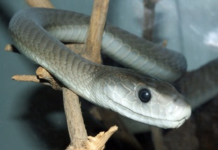 Black Mamba snake 
