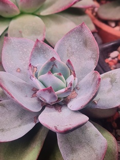 Борьба с вредителями