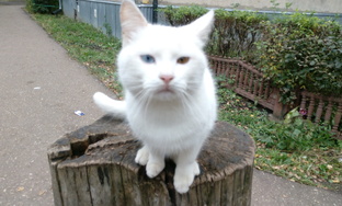 Запечатленное время