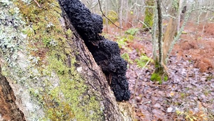 Лесная кладовая: Рецепты и Настойки