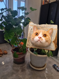 ВСЕ О РАСТЕНИЯХ🌿