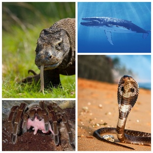 Животные рекордсмены 