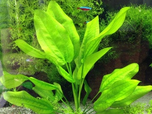 Аквариумные растения