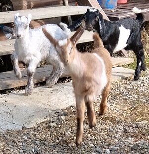 Мои милые бесеняки🍼😍