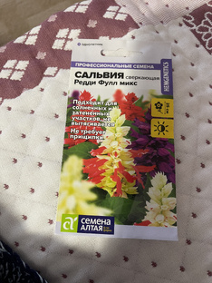 Сальвия. 15 февраля.