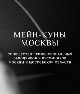 MAINECOONS.MOSCOW - свободные котята.