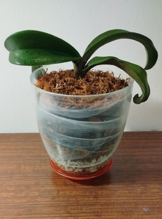 Орхидеи в закрытой системе