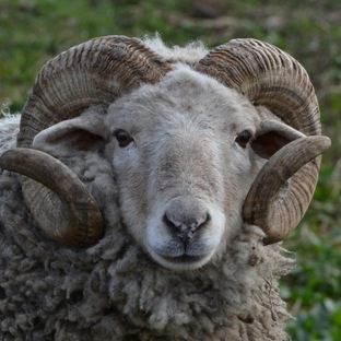 Баран: не просто глупый рогатый. Удивительная правда о самом непонятом животном