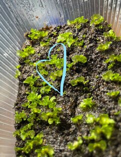 Папоротники из спор