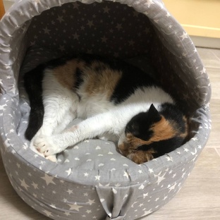 Кошки нашли дом!