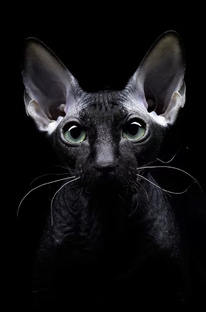 Черные коты