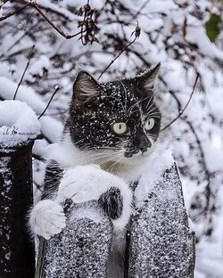 котик 