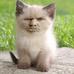 Коты