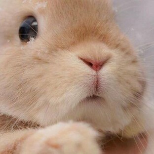 факты о 🐱и🐰