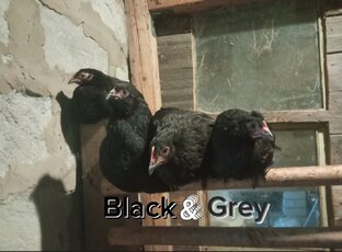 Black & Gray