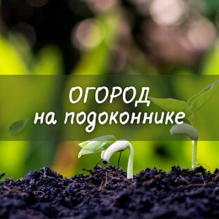 Огород на подоконнике