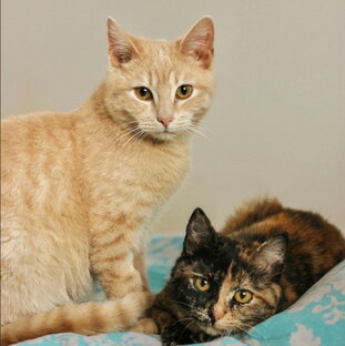 Бася и Маня