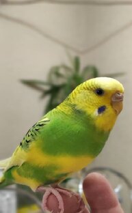 Волнистые попугаи Даша, Тоша и Стёпа 