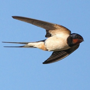 Ласточка: маленький мастер неба с огромными секретами