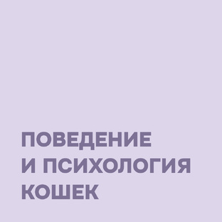 Поведение и психология кошек