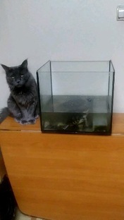 мои питомцы