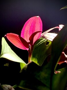 Традесканции 