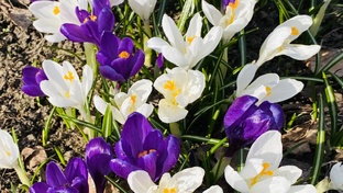 Сею семена 2025