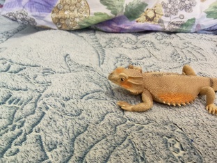 Анкеты друзей- ящериц