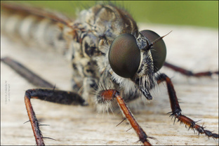 ! Insected !