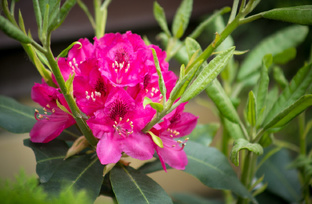 Цвет в саду