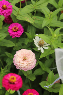 Фермерские цветы