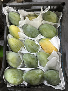 Манго 🥭 самое вкусное 150 р за штуку большие 