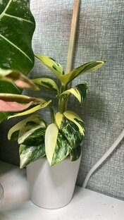 Основной уход за комнатными растениями.