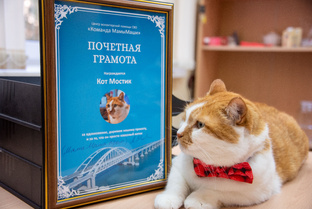 Коты-трудоголики