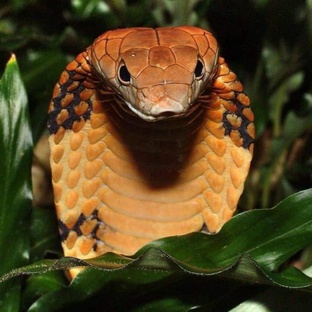 Кобра: королева яда, ужас и гениальность природы