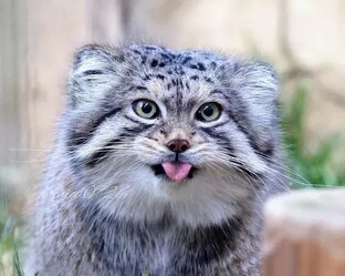 Факты про животных