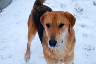 РУССКАЯ ГОНЧАЯ  НОХ  вл. Шатров В.А.