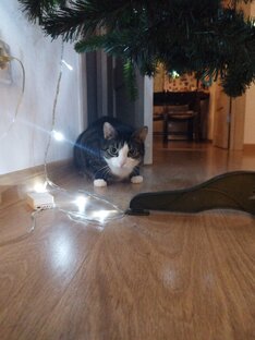 Новогодний котик 